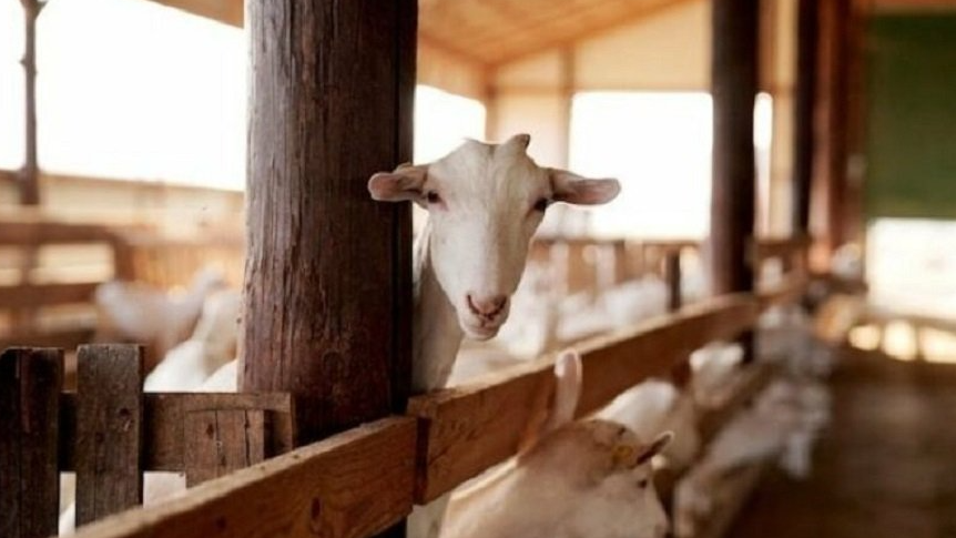 Sëmundja e murtajës së deleve shfaqet zyrtarisht në Kosovë