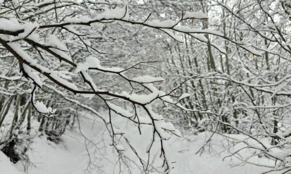 Bora e parë në Kosovë, eksperti Aliu shpjegon fenomenin