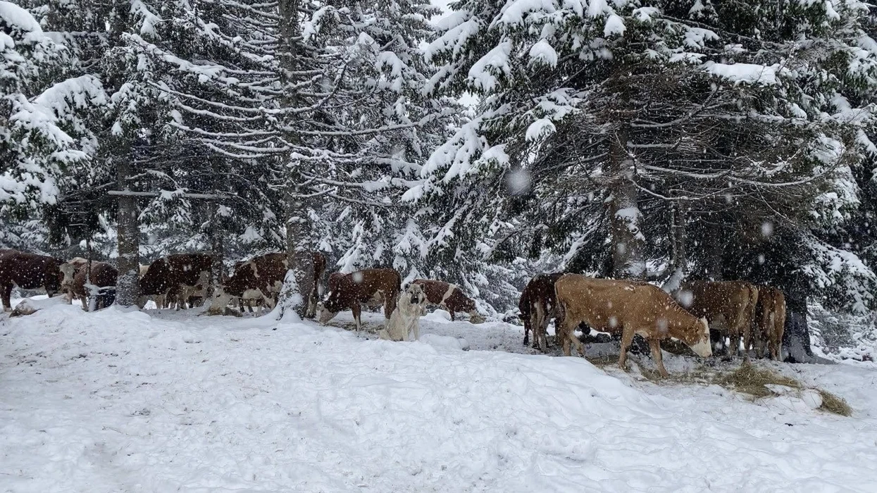 Bora izolon banorin dhe bagëtitë në bjeshkët e Istogut
