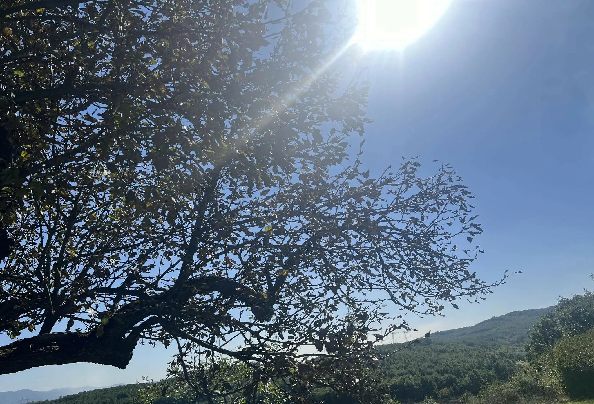 Kushtet e përsosura për mbjellje gjatë fundjavës me diell