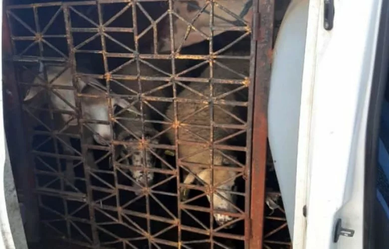 Kapet me 21 dele kontrabandë pas ndjekjes nga policia