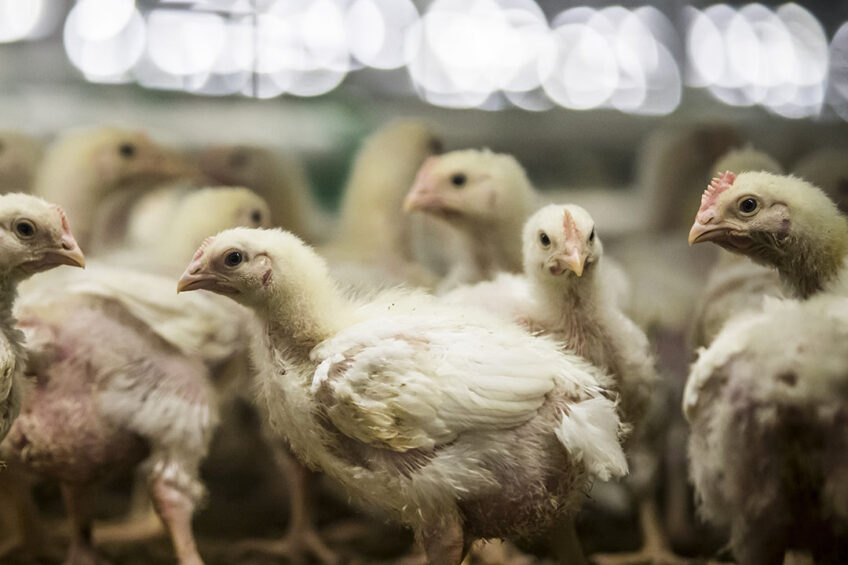 Importi i shpezëve nga disa zona të Polonisë pezullohet nga AUV