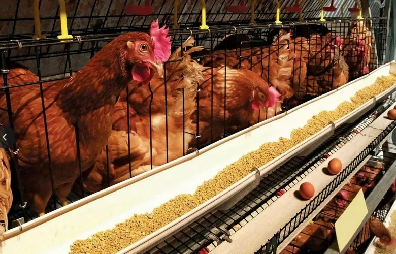 Importi i disa shpezëve polake ndalohet nga AUV-ja