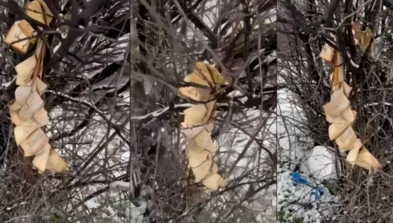 Policia e Gjakovës nis hetimet për incidentin me Kuranin