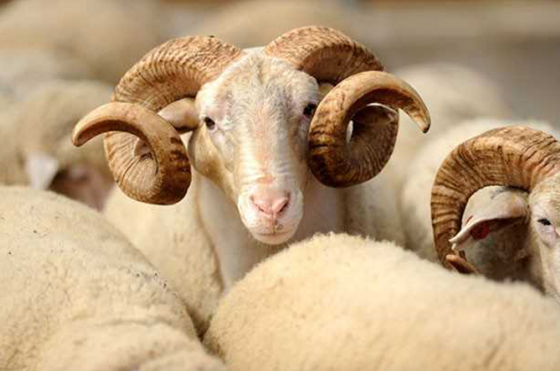 Importi i deleve dhe dhive nga Maqedonia e Veriut ndalohet